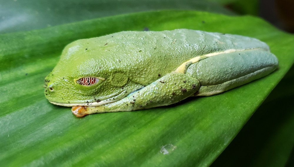 5. Red-Eyed Tree Frog