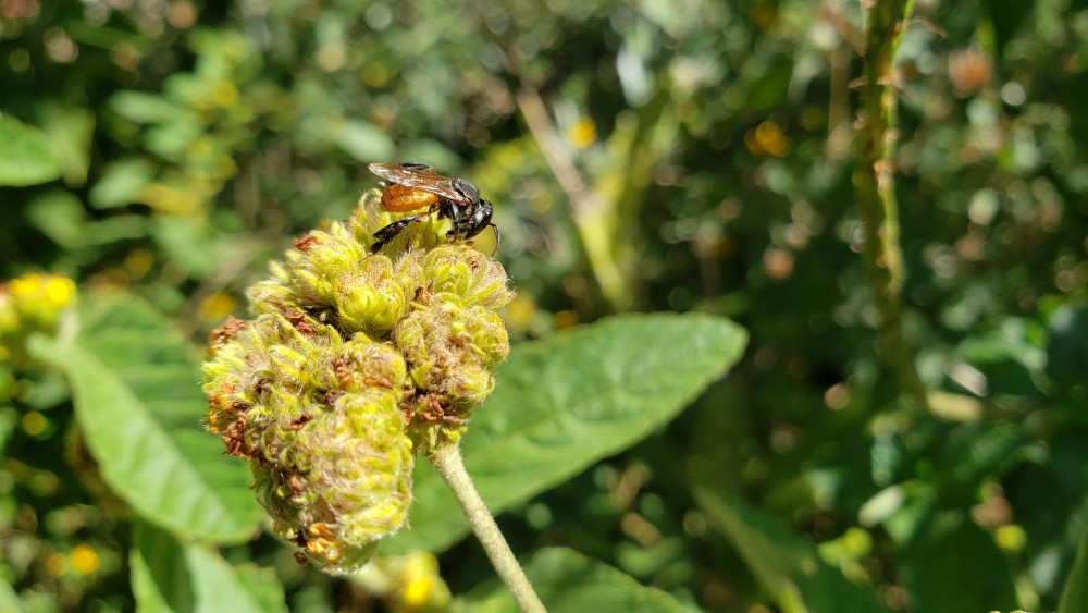 4. Stingless Bee